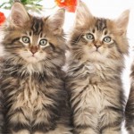Coworker Gift Ideas for Cat Lovers